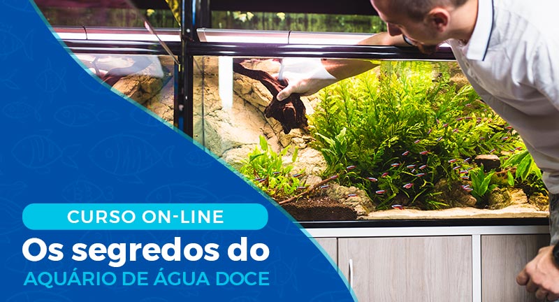 curso de aquarismo online